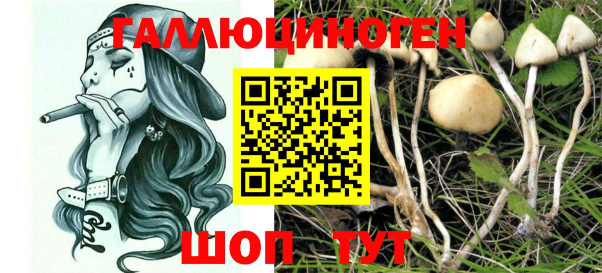 Галлюциногенные грибы Cubensis  Вход с VPN  Чернушка  Галлюциногенные грибы GOLDEN TEACHER 